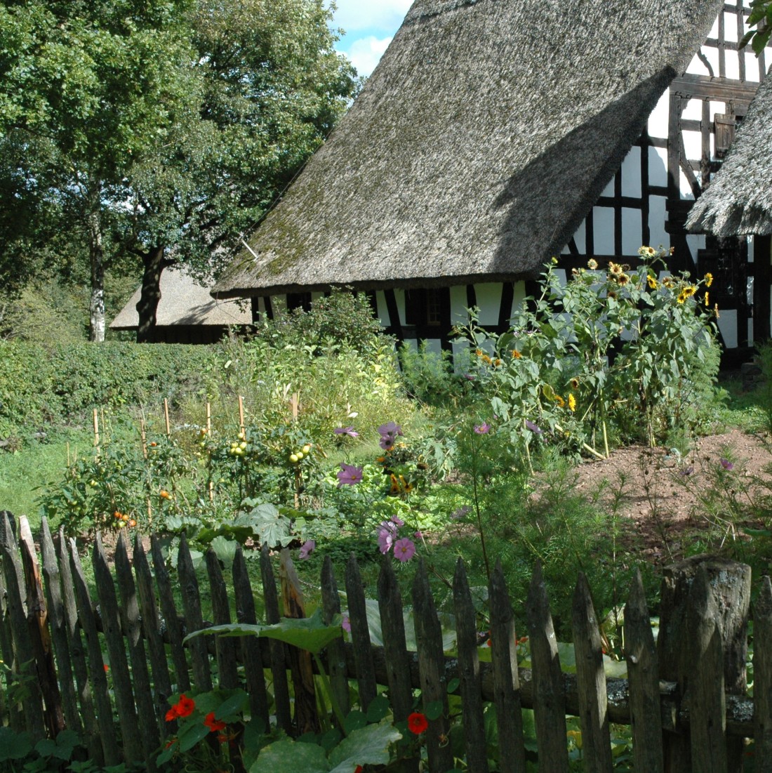 Blick in einen Garten