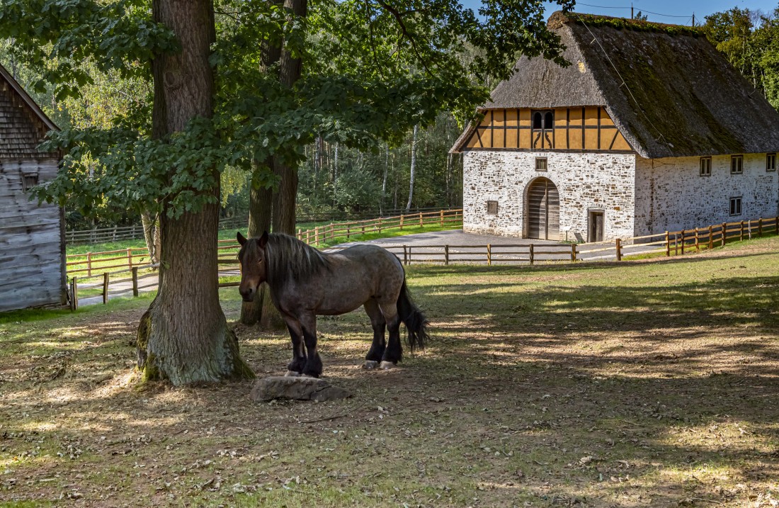 A horse is standing under a tree, in the background you can see a house, which consists of white stones at the bottom and half-timbered with brown partitions at the top.