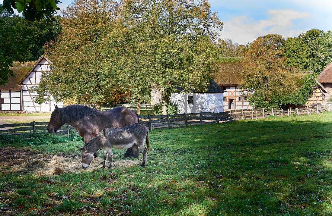 ein Pferd und ein Esel grasen auf einer Wiese, im Hintergrund Fachwerkhäuser