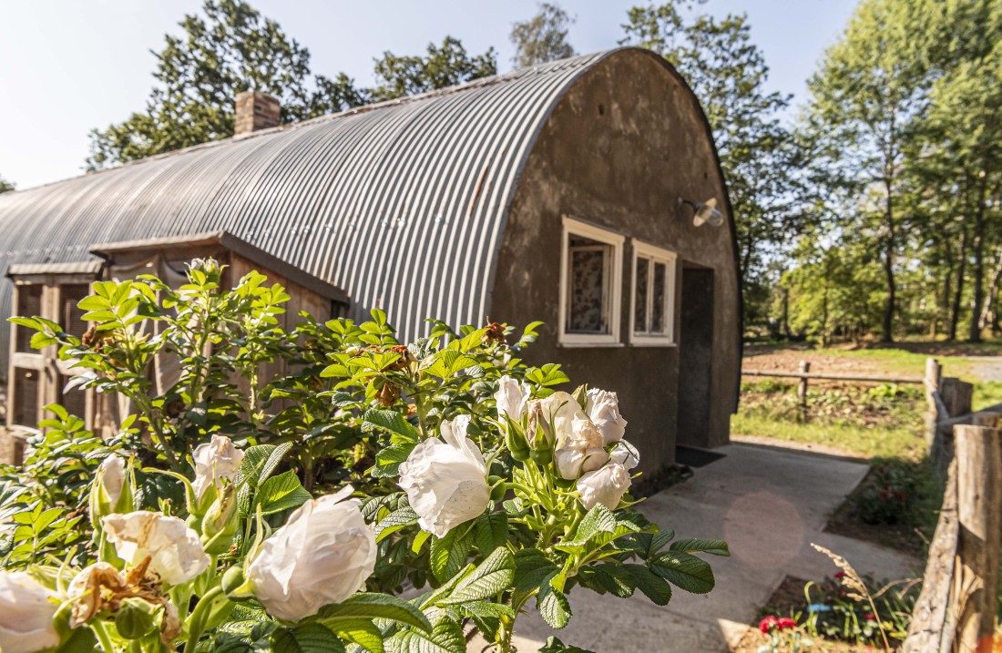 halbrunde Nissenhütte mit Wellblechdach, im Vordergrund ein Rosenbusch