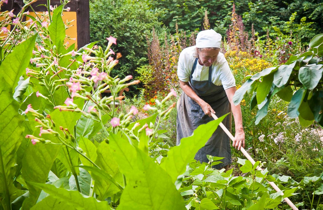 Woman with a white headscarf bends down to trees with purple flowers. Woman with a white headscarf works with a rake in the garden.
