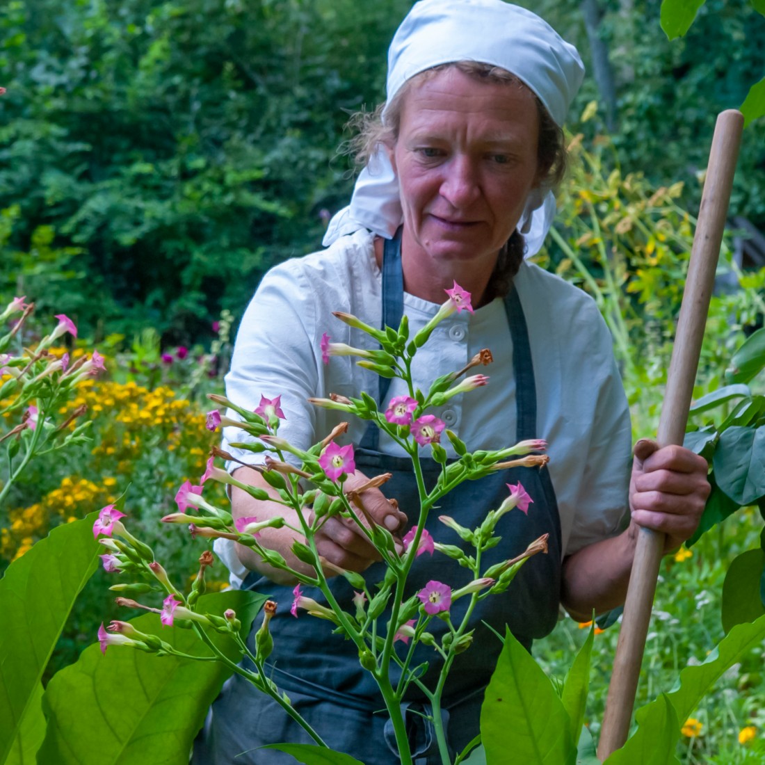 Eine Frau mit weißem Kpftuch pflückt Blüten eines lila blühenden Busches