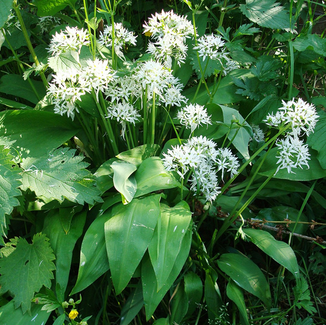 Pflanze mit weißen Blüten