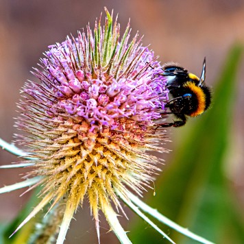 Biene auf Blüte einer Distel