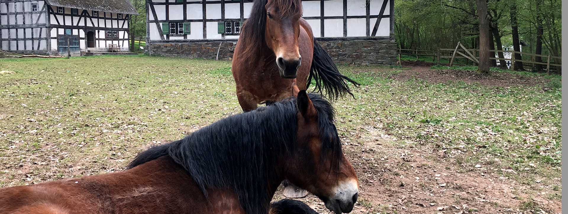 Two brown horses on a meadow in front of a half-timbered house.
