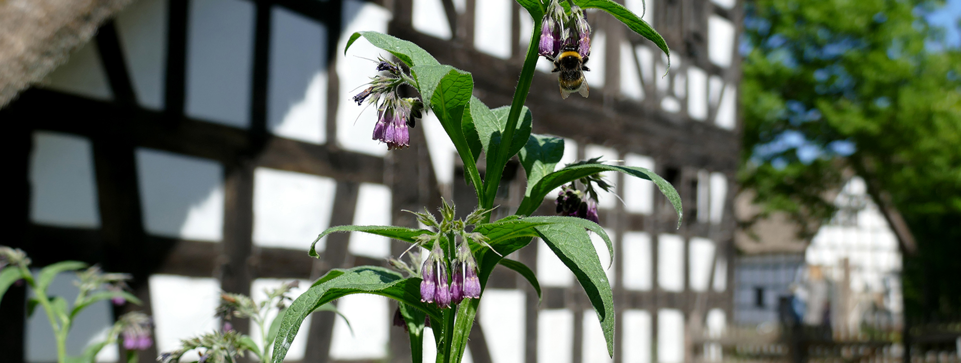 Pflanze mit lila Blüte und Biene vor einem Fachwerkhaus