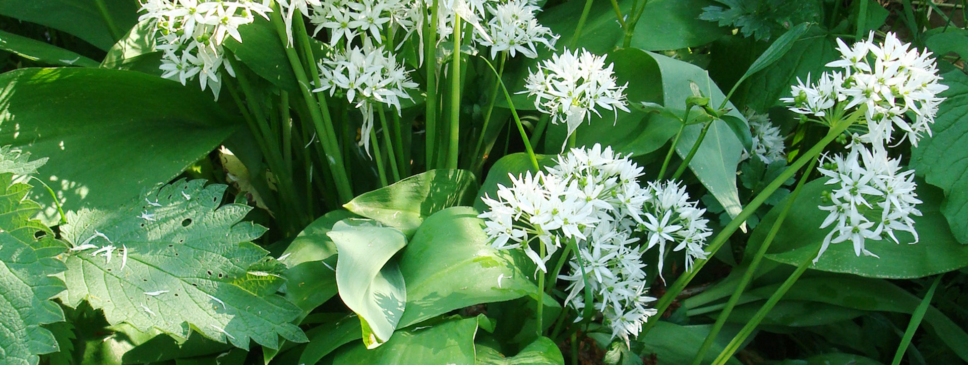Pflanze mit weißen Blüten