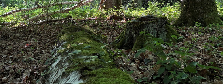 Waldboden und Bäume