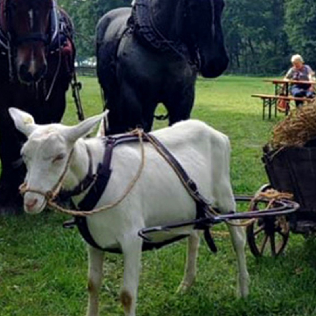 Ziege zieht Wagen, im Hintergrund Pferde