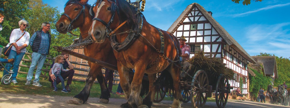 Große Pferde ziehen einen Wagen über einen staubigen Weg