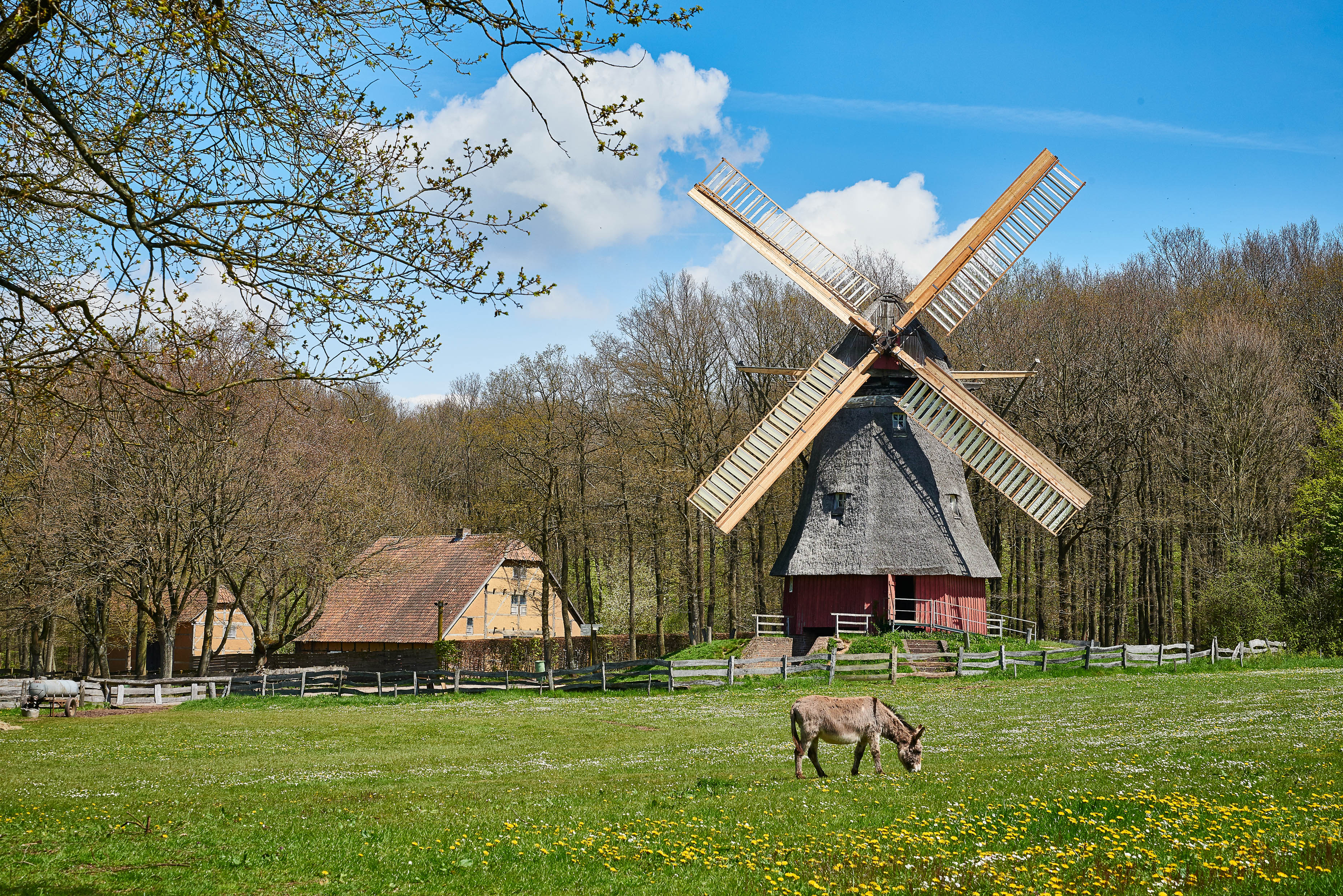 Auf einer Wiese steht ein Esel, im Hintergrund sieht man eine Windmühle