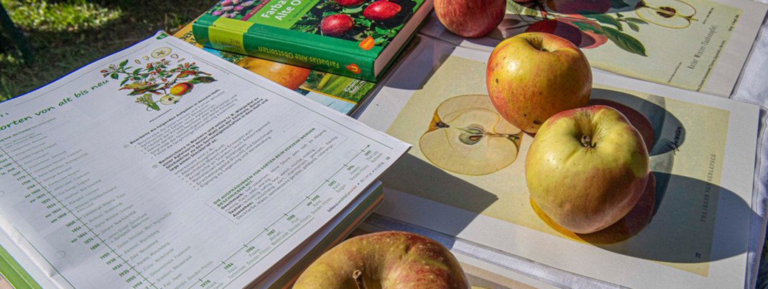 Äpfel, Bestimmungskarten und Bücher auf einem Tisch