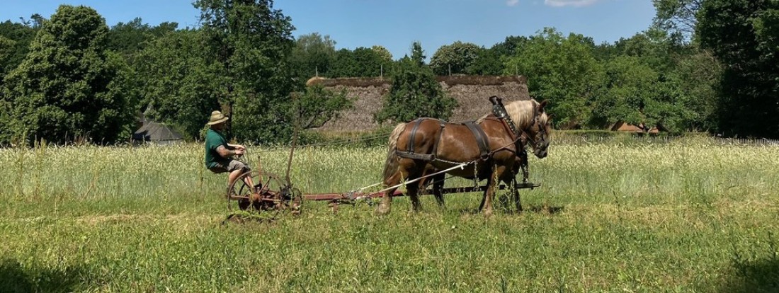 Landwirt wird von Pferden mit dem Pflug gezogen
