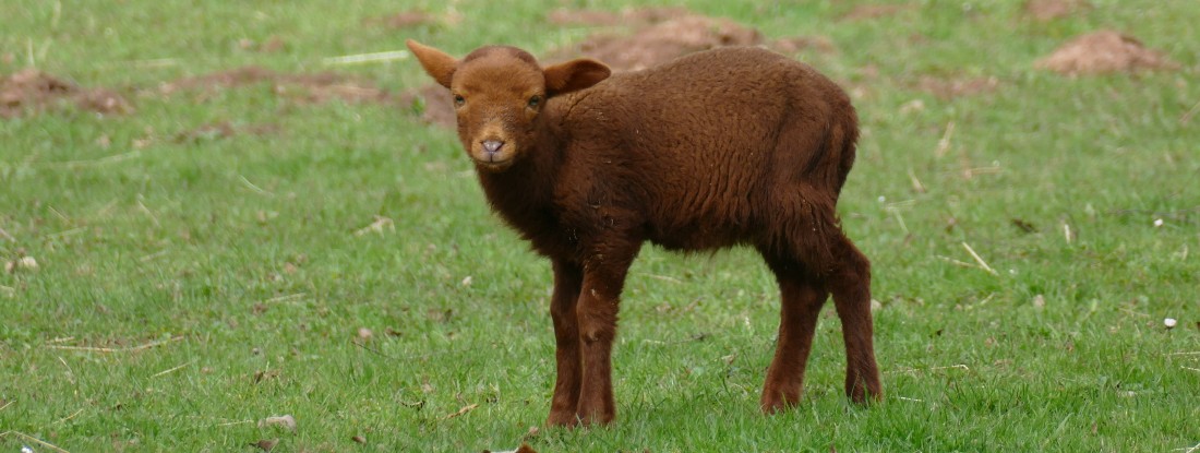 Lamm auf Weide