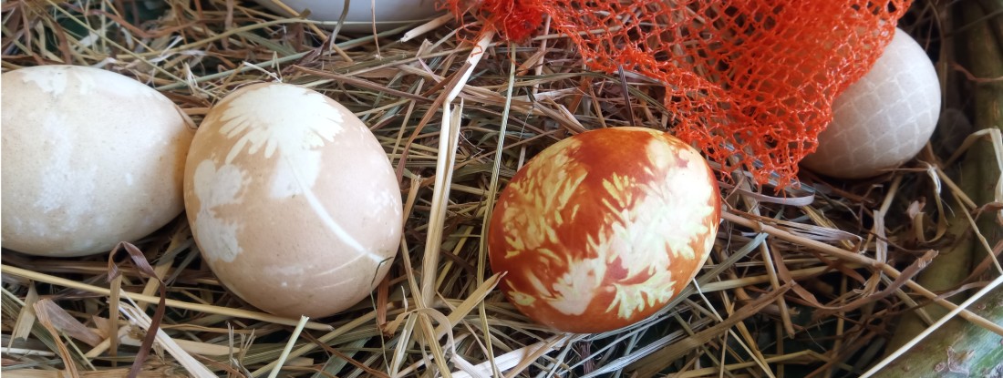 Gefärbte Eier in Strohnest