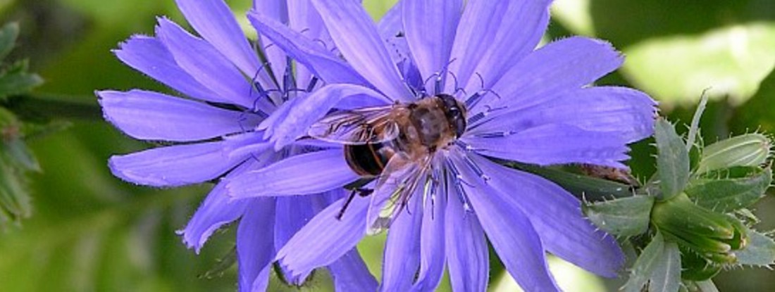 Blaue Blume mit Biene