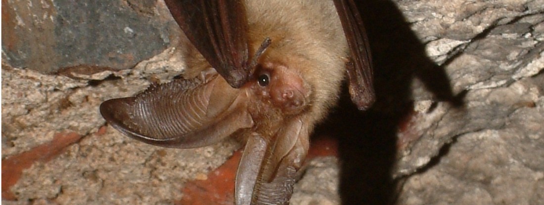 Fledermaus