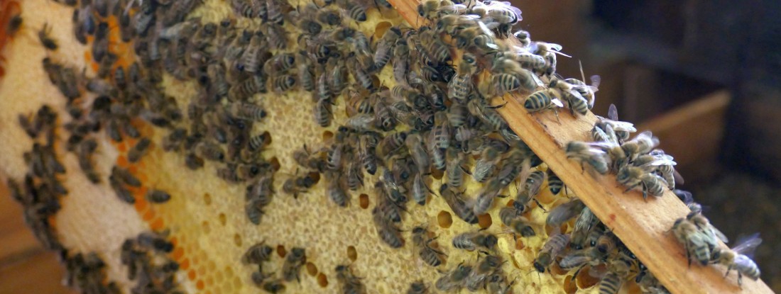 Bienen auf Wabe