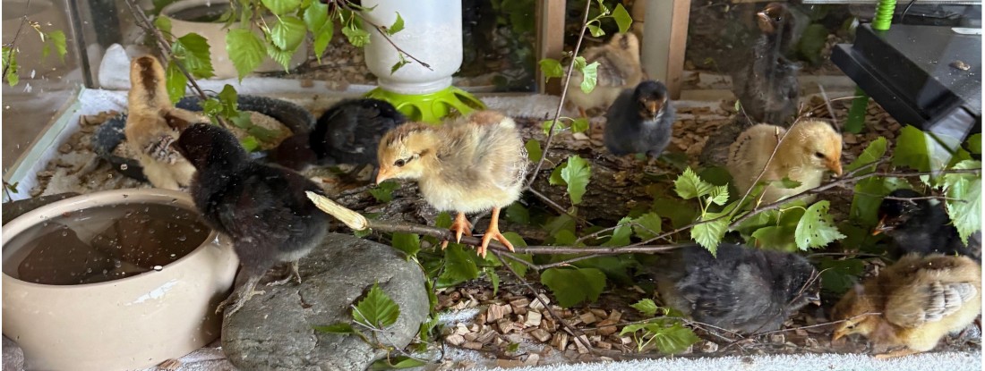 K&uuml;ken in Voliere