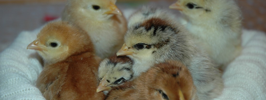 Küken in Nest