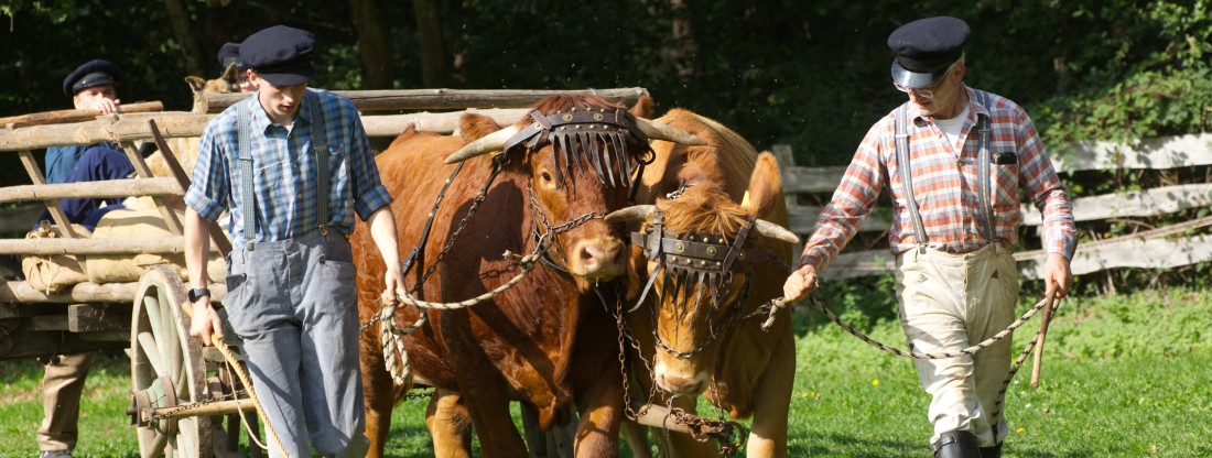 Zwei M&auml;nner mit Ochsen auf dem Feld