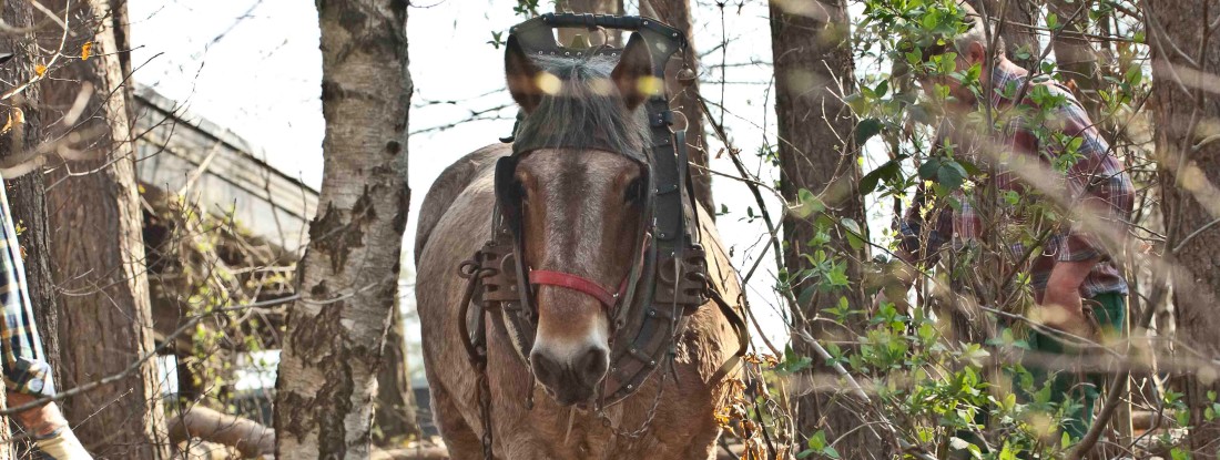 Pferd rückt Holz