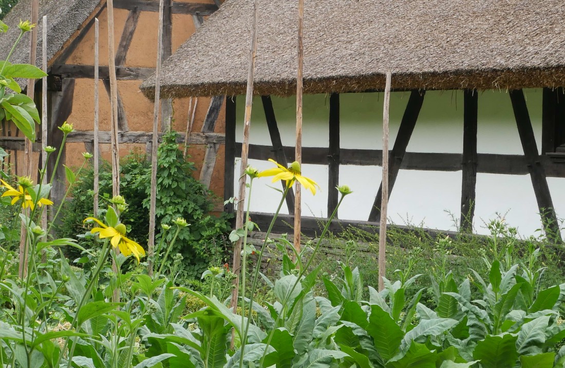 Garten des Hauses aus Ruppenrod mit blühenden Blumen