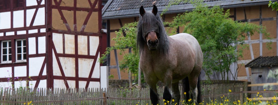 Pferd vor Fachwerkh&auml;usern