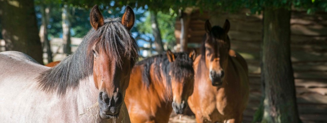 Pferde blicken zum Betrachter