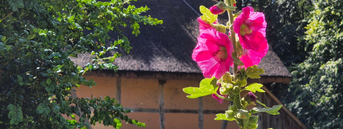 Blume vor Fachwerkhaus