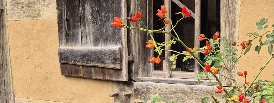 Fenster mit Hagebutte