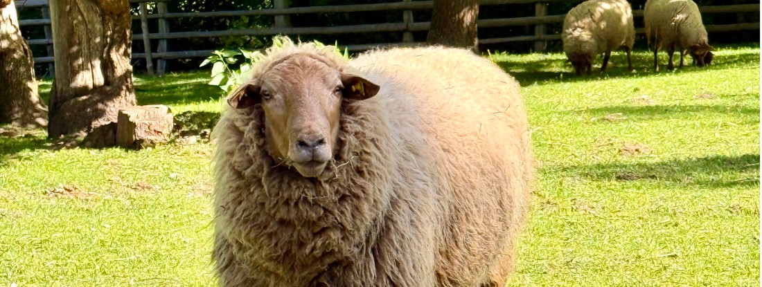 Schaf auf Wiese