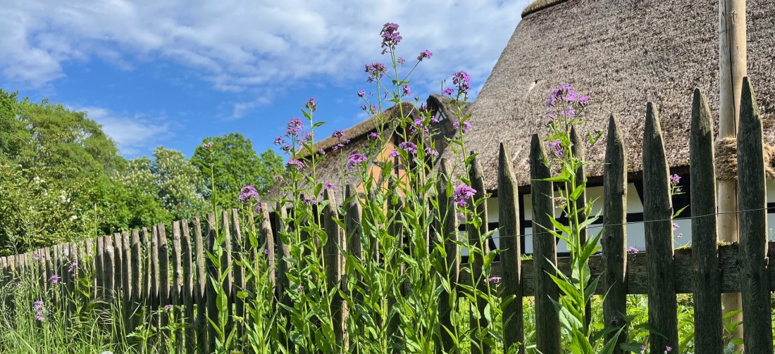 Zaun mit violetten Blumen vor Fachwerkhäusern