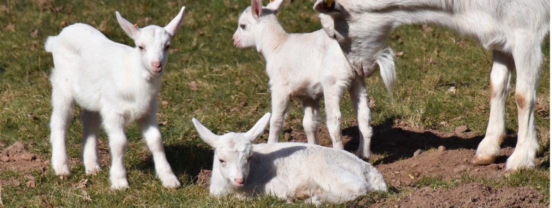 Zicklein auf der Wiese