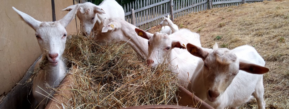 4 kleine Ziegen im Hof