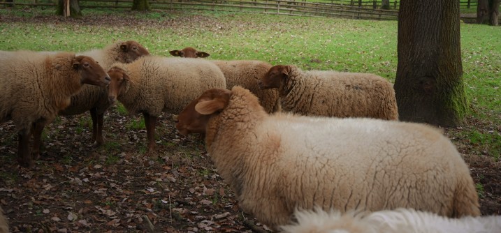 Sheep in a meadow