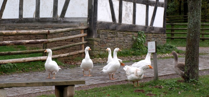 white geese in front of a half-timbered house