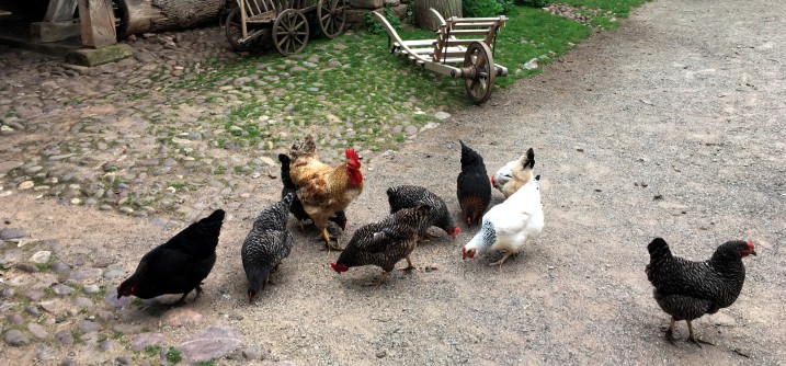 Black, brown and white chickens on a path