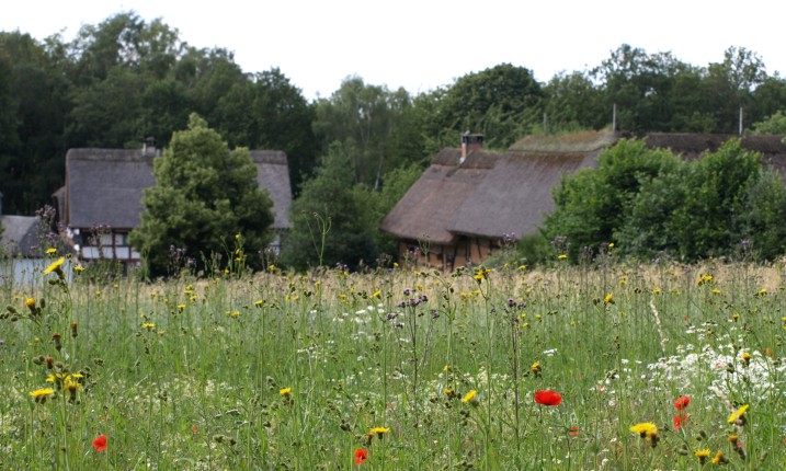 Wiese mit hohen Gräsern, im Hintergund Fachwerkhäuser