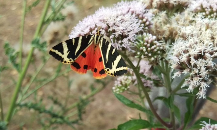 Rot-schwarzer Schmetterling auf weißer Blume