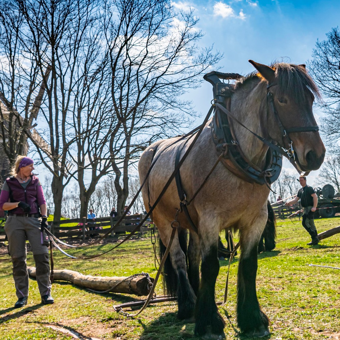 A horse pulls tree trunks, a man steers the horse with reins