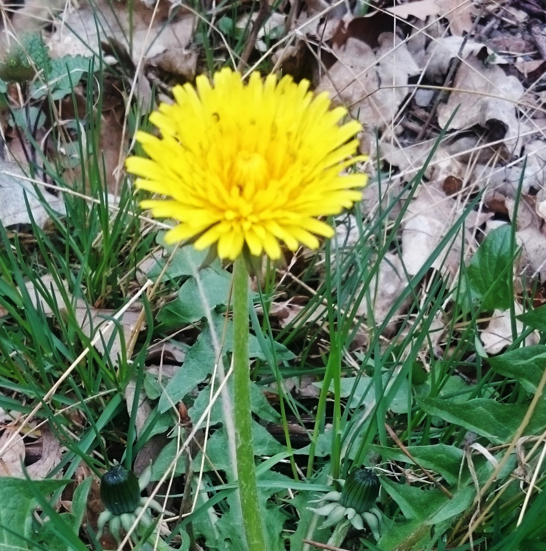 Dandelion flower