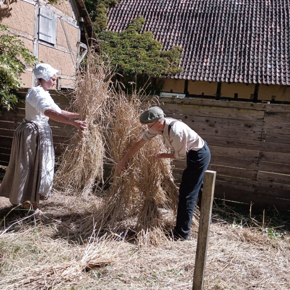 Roggengarben auf einem Feld