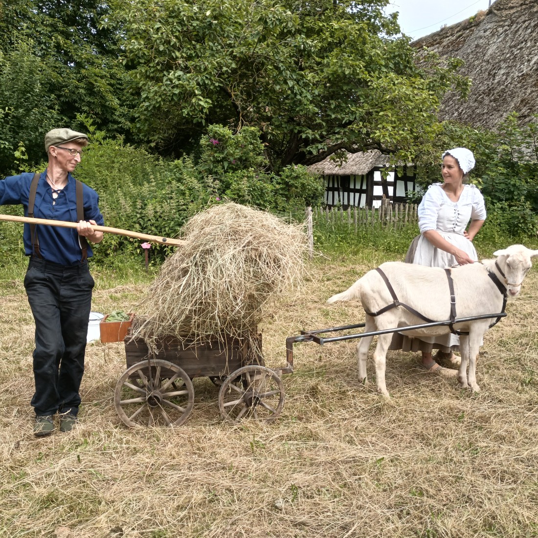 A man loads hay onto a cart pulled by a goat. A woman leads the goat