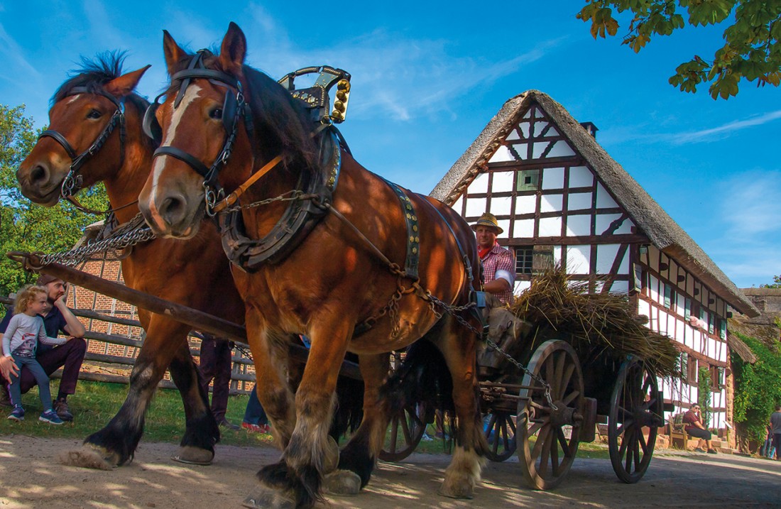 Large horses pull a cart across a dusty road