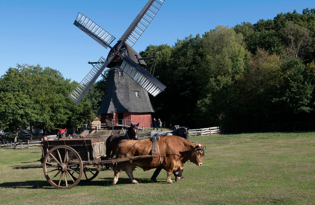 Team of oxen stands in front of a windmill in a meadow