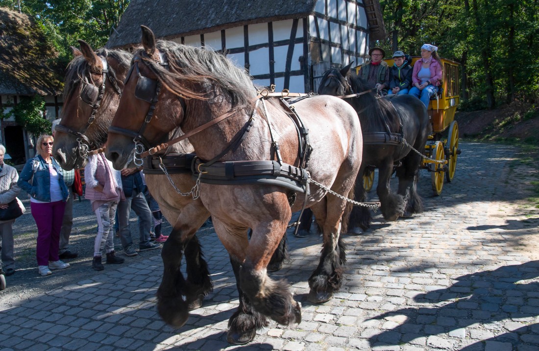 Horse team pull a wagon