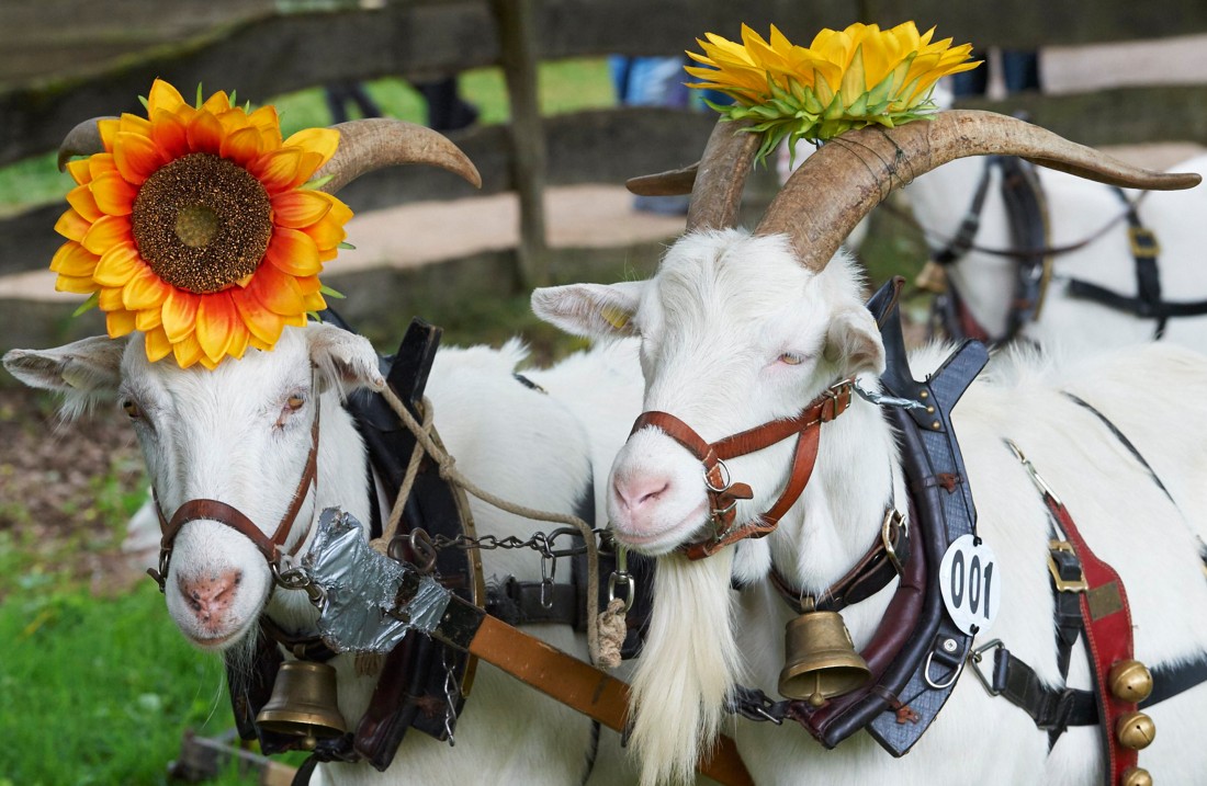 Weiße Ziegen mit Geschirr und angesteckter Sonnenblume