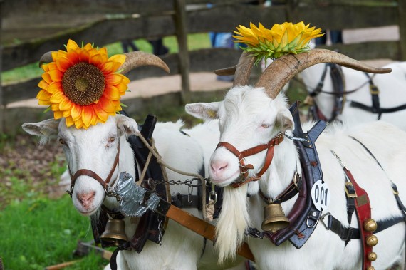 Wei&szlig;e Ziegen mit Geschirr und angesteckter Sonnenblume