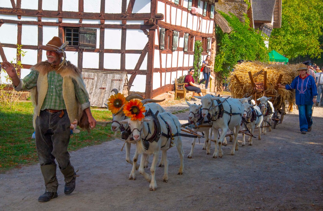 Goats pull a cart